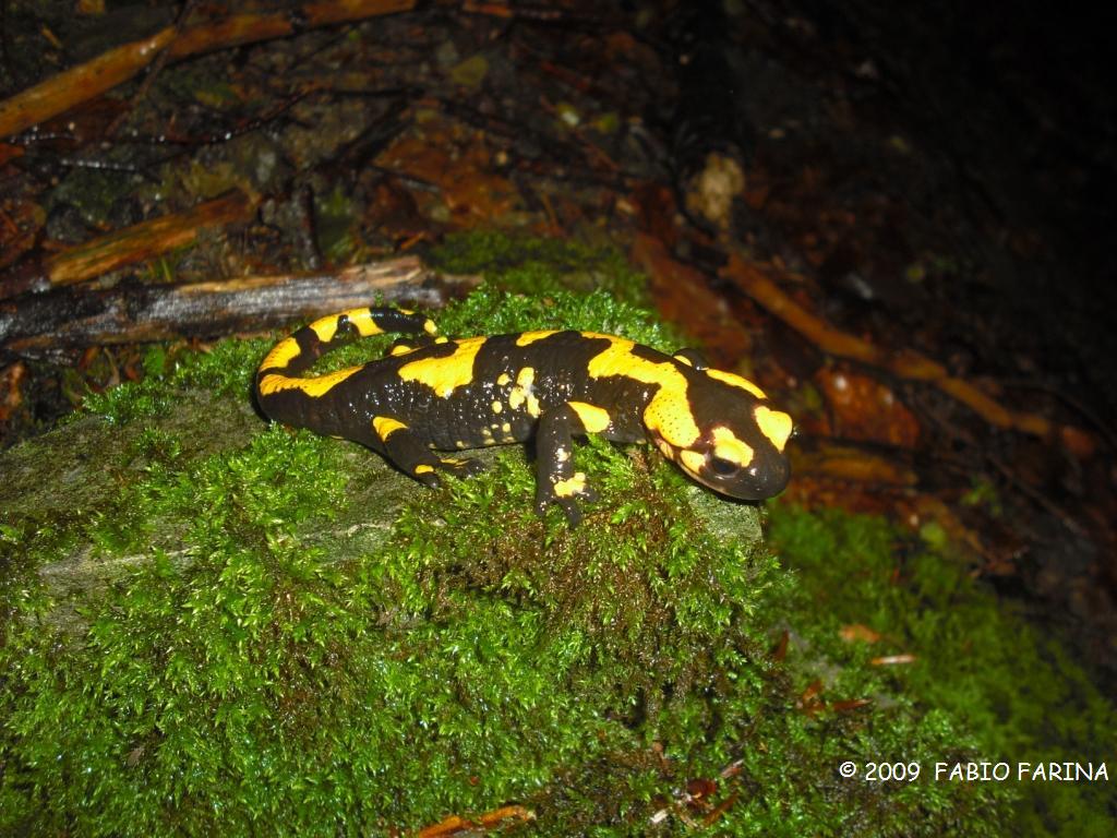 Salamandra pezzata - Salamandra salamandra gigliolii